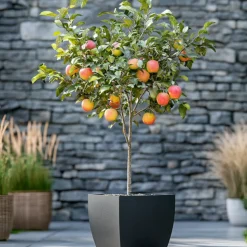PLANT IN A BOX - Pommier - malus domestica 'elstar' - hauteur 90-100cm - ⌀21cm