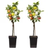 PLANT IN A BOX - Pommier - set de 2 - malus - hauteur 60-70cm - ⌀17cm