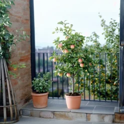 PLANT IN A BOX - Pommier - set de 2 - malus - hauteur 60-70cm - ⌀17cm