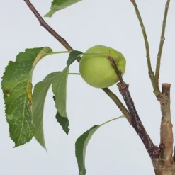 PLANT IN A BOX - Pommier - set de 2 - malus - hauteur 60-70cm - ⌀17cm