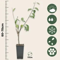 PLANT IN A BOX - Pommier - set de 2 - malus - hauteur 60-70cm - ⌀17cm