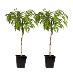 PLANT IN A BOX - Prunier pêches - set de 2 - prunus persica 'saturne' - hauteur 60-70cm - ⌀15cm