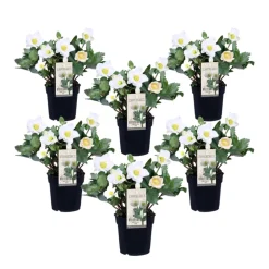 PLANT IN A BOX - Rose de noël - set de 6 - helleborus niger 'mont blanc' - h20-30cm - ⌀12cm