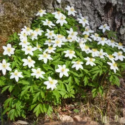 PLANT IN A BOX - Rose de noël - set de 6 - helleborus niger 'mont blanc' - h20-30cm - ⌀12cm