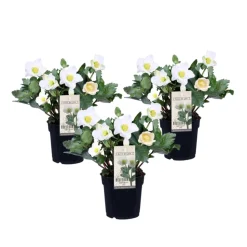 PLANT IN A BOX - Rose de noël - set de 3 - helleborus niger 'mont blanc' - h20-30cm - ⌀12cm