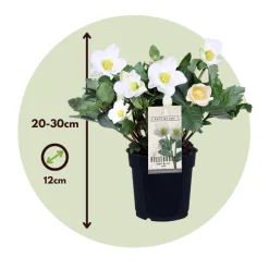 PLANT IN A BOX - Rose de noël - set de 3 - helleborus niger 'mont blanc' - h20-30cm - ⌀12cm