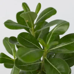 PLANT IN A BOX - Rose du désert - set de 2 - adenium obesum - hauteur 25-40cm - ⌀10,5cm