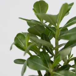 PLANT IN A BOX - Rose du désert - set de 2 - adenium obesum - hauteur 25-40cm - ⌀10,5cm