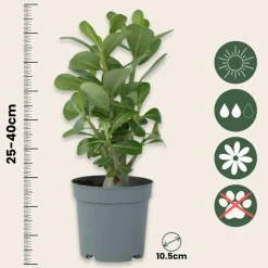 PLANT IN A BOX - Rose du désert - set de 2 - adenium obesum - hauteur 25-40cm - ⌀10,5cm