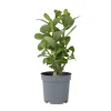 PLANT IN A BOX - Rose du désert - adenium obesum - hauteur 25-40cm - ⌀10,5cm