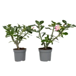 PLANT IN A BOX - Rose du désert - set de 2 - adenium obesum - hauteur 30-45cm - ⌀13cm