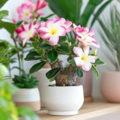 PLANT IN A BOX - Rose du désert - adenium obesum 'pink star' - hauteur 30-45cm - ⌀13cm