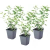 PLANT IN A BOX - Solanum - set de 3 - lycianthes rantonnetii - hauteur 25-40cm - ⌀9cm