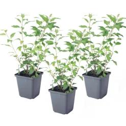 PLANT IN A BOX - Solanum - set de 3 - lycianthes rantonnetii - hauteur 25-40cm - ⌀9cm