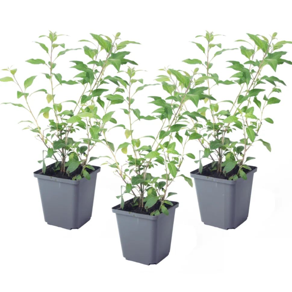 PLANT IN A BOX - Solanum - set de 3 - lycianthes rantonnetii - hauteur 25-40cm - ⌀9cm
