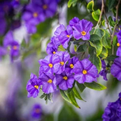 PLANT IN A BOX - Solanum - set de 3 - lycianthes rantonnetii - hauteur 25-40cm - ⌀9cm