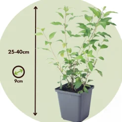 PLANT IN A BOX - Solanum - set de 3 - lycianthes rantonnetii - hauteur 25-40cm - ⌀9cm