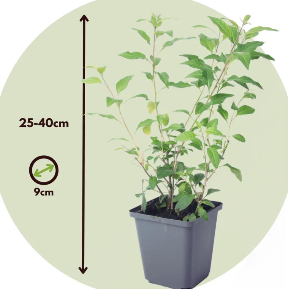 PLANT IN A BOX - Solanum - set de 3 - lycianthes rantonnetii - hauteur 25-40cm - ⌀9cm