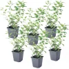 PLANT IN A BOX - Solanum - set de 6 - lycianthes rantonnetii - hauteur 25-40cm - ⌀9cm