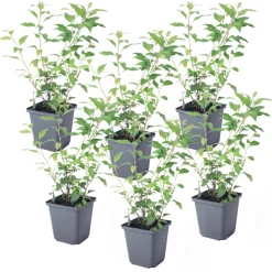 PLANT IN A BOX - Solanum - set de 6 - lycianthes rantonnetii - hauteur 25-40cm - ⌀9cm
