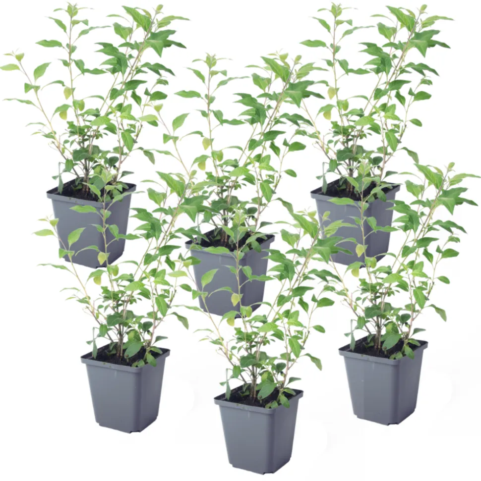 PLANT IN A BOX - Solanum - set de 6 - lycianthes rantonnetii - hauteur 25-40cm - ⌀9cm