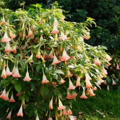 PLANT IN A BOX - Trompette des anges - set de 3 - brugmansia - hauteur 25-40cm - ⌀9cm