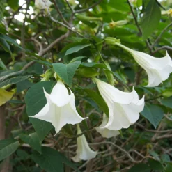 PLANT IN A BOX - Trompette des anges - set de 3 - brugmansia - hauteur 25-40cm - ⌀9cm
