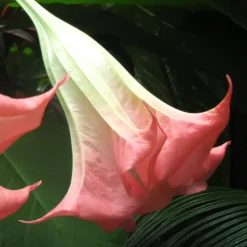 PLANT IN A BOX - Trompette des anges - set de 3 - brugmansia - hauteur 25-40cm - ⌀9cm