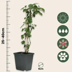 PLANT IN A BOX - Trompette des anges - set de 3 - brugmansia - hauteur 25-40cm - ⌀9cm
