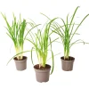 PLANT IN A BOX - Tulbaghie - set de 3 - tulbaghia violacea - hauteur 15-25cm - ⌀9cm