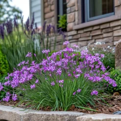 PLANT IN A BOX - Tulbaghie - set de 3 - tulbaghia violacea - hauteur 15-25cm - ⌀9cm