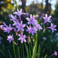 PLANT IN A BOX - Tulbaghie - set de 3 - tulbaghia violacea - hauteur 15-25cm - ⌀9cm