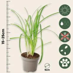 PLANT IN A BOX - Tulbaghie - set de 3 - tulbaghia violacea - hauteur 15-25cm - ⌀9cm