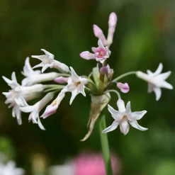 PLANT IN A BOX - Tulbaghie - set de 6 - tulbaghia violacea - hauteur 15-25cm - ⌀9cm