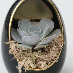 PLANT IN A BOX - Œuf noir d'or - set de 2 - echeveria lilacina - hauteur 12cm