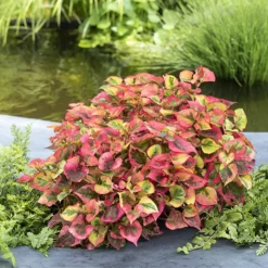 Plante aquatique pour bordure de bassin - Pot 9cm