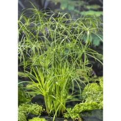 Plante aquatique pour bordure de bassin - Pot 9cm
