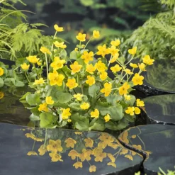 Plante aquatique pour bordure de bassin - Pot 9cm