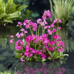 Plante aquatique pour bordure de bassin - Pot 9cm