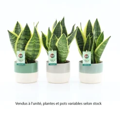 Plante verte mix, variétés variables : cache-pot D.13cm - H.30/35cm