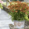 PLANTES AVENUE - Achillée millefeuille milly rock™ red/[-]pot de 3l - 20/40 cm
