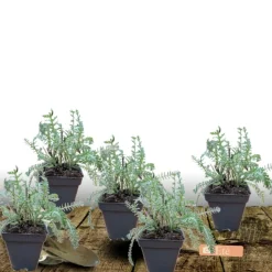 PLANTES AVENUE - Achillée millefeuille colorado/[-]lot de 5 godets