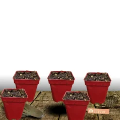 PLANTES AVENUE - Achillée millefeuille colorado/[-]lot de 5 godets