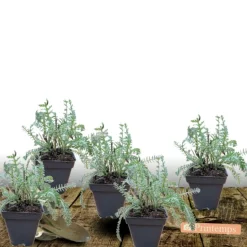 PLANTES AVENUE - Achillée millefeuille colorado/[-]lot de 5 godets