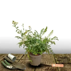 PLANTES AVENUE - Achillée millefeuille milly rock™ rose/[-]pot de 3l - 20/40 cm