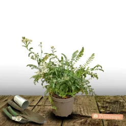 PLANTES AVENUE - Achillée millefeuille milly rock™ rose/[-]pot de 3l - 20/40 cm