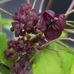 PLANTES AVENUE - Akebie pentaphylla/[-]pot de 1,5l - tuteur bambou 30/60 cm
