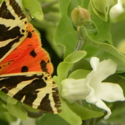 PLANTES AVENUE - Araujia sericofera alba/[-]pot de 1,5l - tuteur bambou 30/60 cm
