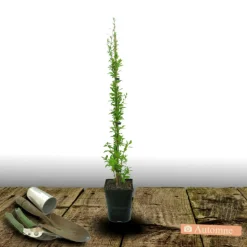PLANTES AVENUE - Baie de goji sweet success®/[-]pot de 3l - echelle bambou 60/120 cm