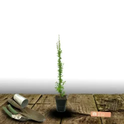 PLANTES AVENUE - Baie de goji barbarum/[-]pot de 1,5l - tuteur bambou 30/60 cm